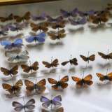 Spiccano le ali di color arancione brillante costellate di punti neri della Lycaena phlaeas, appartenente all�ordine dei Lepidotteri (in foto posizionate in sesta riga)